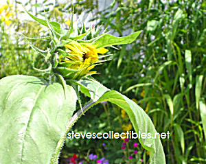 Feed Me Sunflower Photograph - Limited Edition