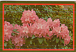 Appalachian Rhododendron Postcard